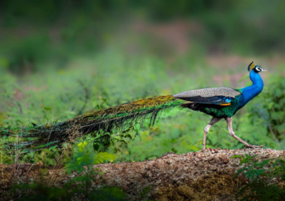 Exploring the Popular Wildlife Sanctuaries of Goa