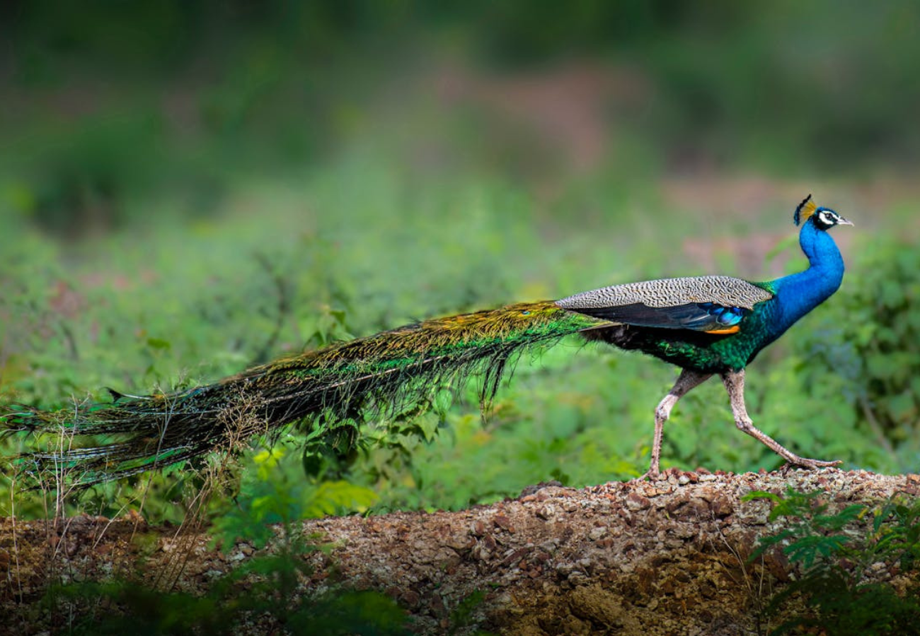 Exploring the Popular Wildlife Sanctuaries of Goa